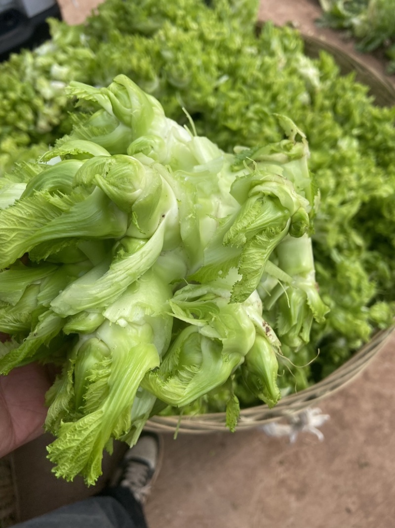 儿菜新鲜蔬菜娃娃菜嫩儿仔抱儿菜四川时令芥菜