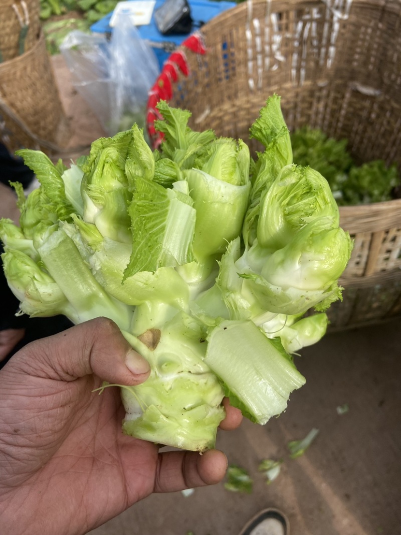 儿菜新鲜蔬菜娃娃菜嫩儿仔抱儿菜四川时令芥菜