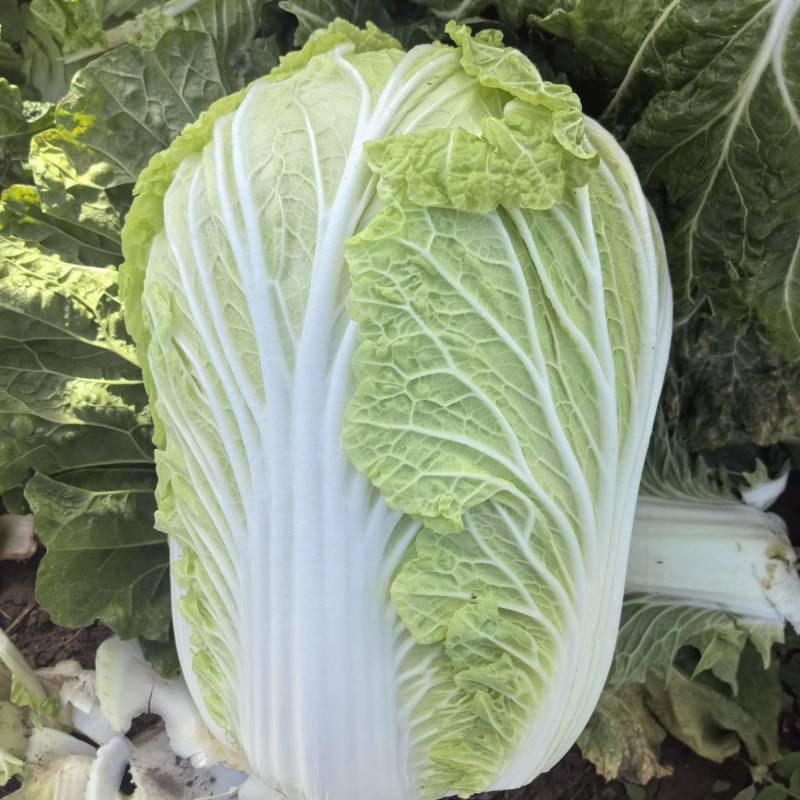 青杂三号白菜净菜毛菜市场货电商货装袋散装