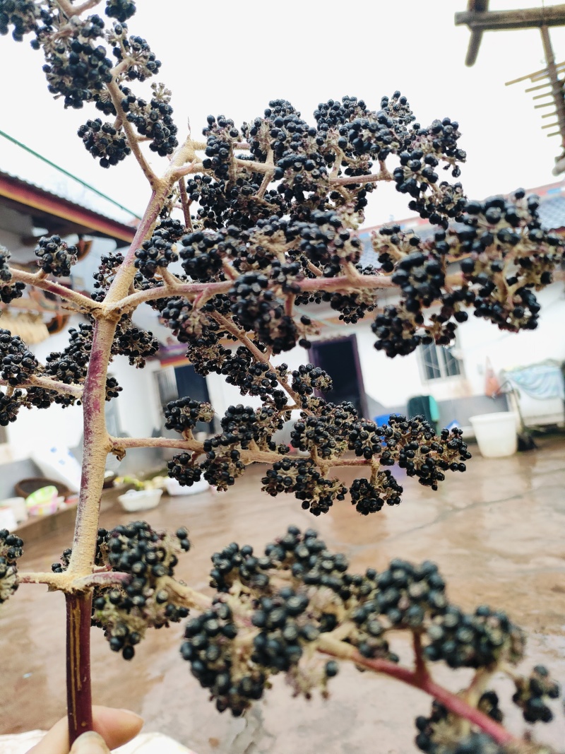 通草种子上市了。
