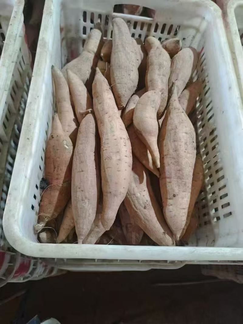 河北红薯，烟薯大量有货可发往全国各地大型农贸市场