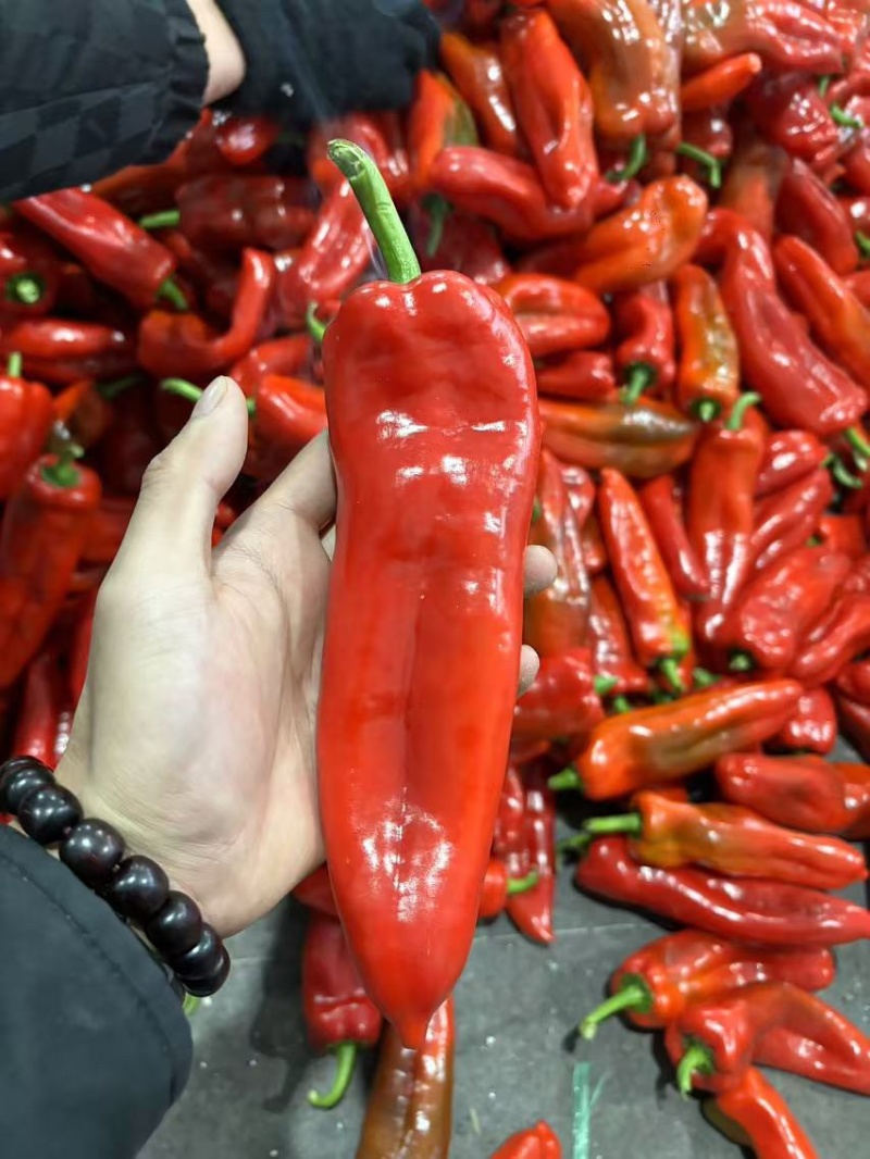 精品泡椒产地直销大量上市价格便宜需要联系