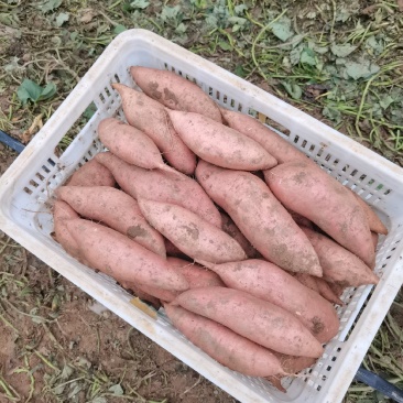 河北红薯，龙薯九大量有货可发往全国各地大型农贸市场