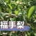 佛手梨，果肉绵密清香