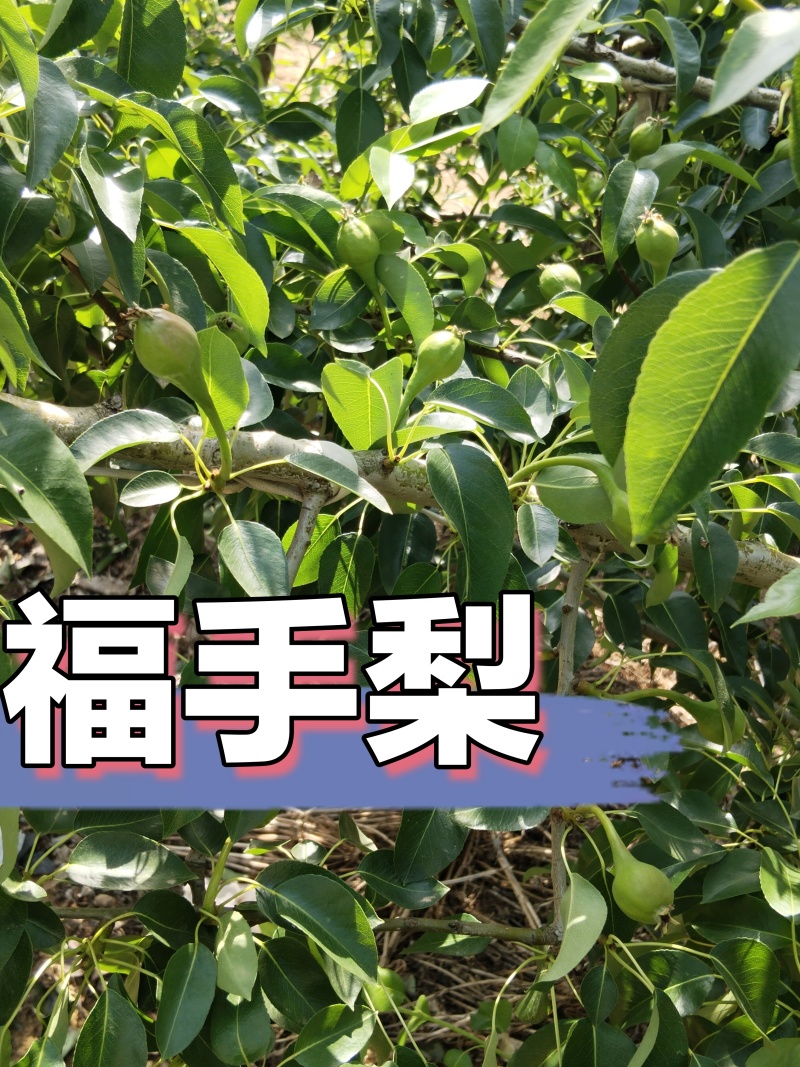 佛手梨，果肉绵密清香