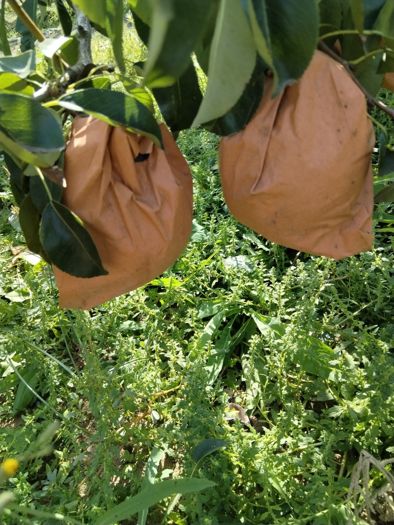 佛手梨，果肉绵密清香