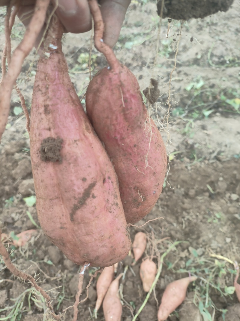 哈蜜冰糖心，蜜薯，软糯香甜，产地直供，全国发货