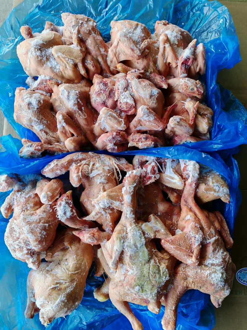 二级去爪肉食鸡7吨，6800一吨