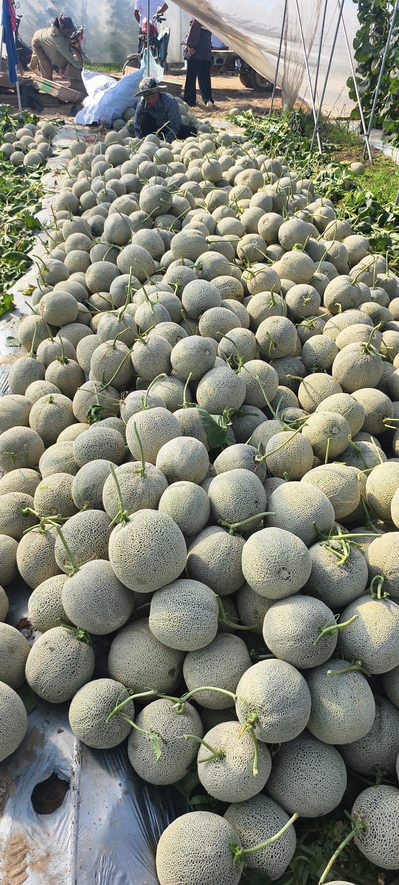 精品网纹蜜瓜网纹瓜糖度高口感脆可对接各大电商平台