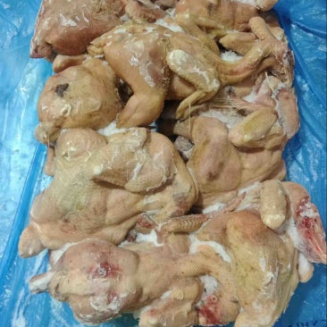 二级肉食鸡