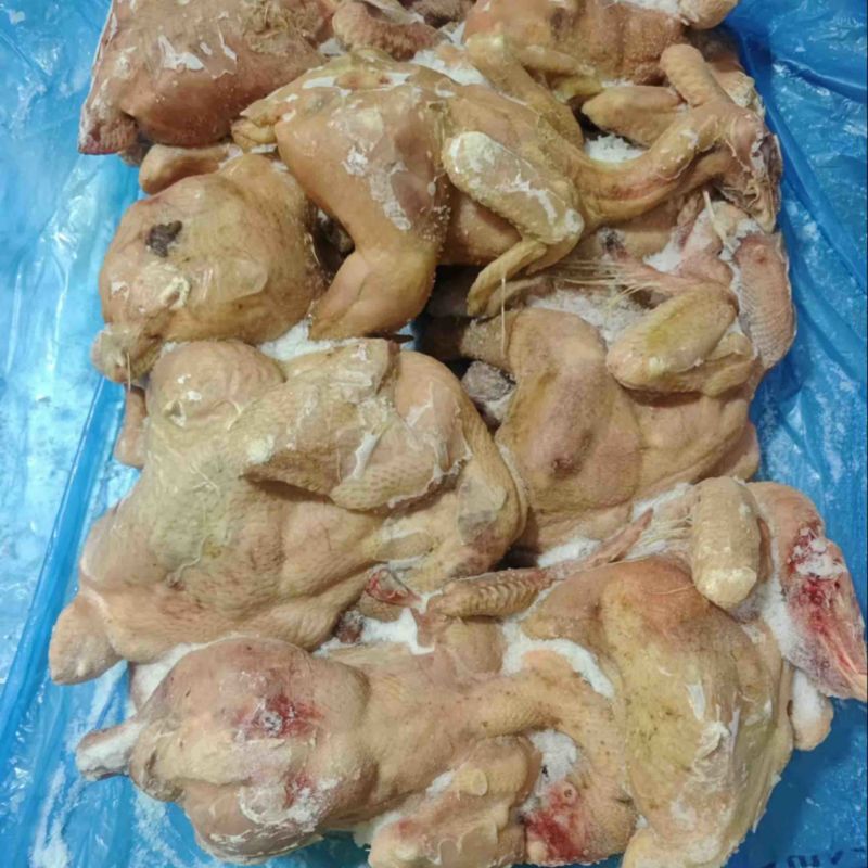 二级肉食鸡