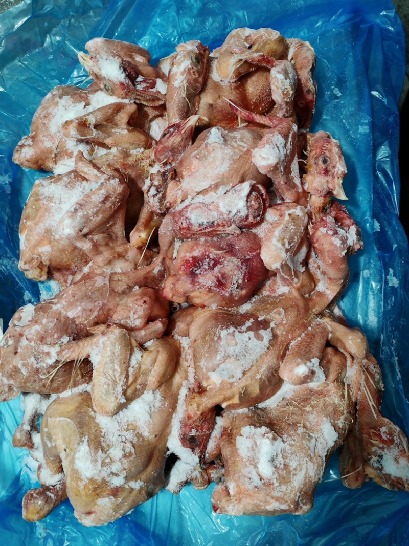 二级肉食鸡