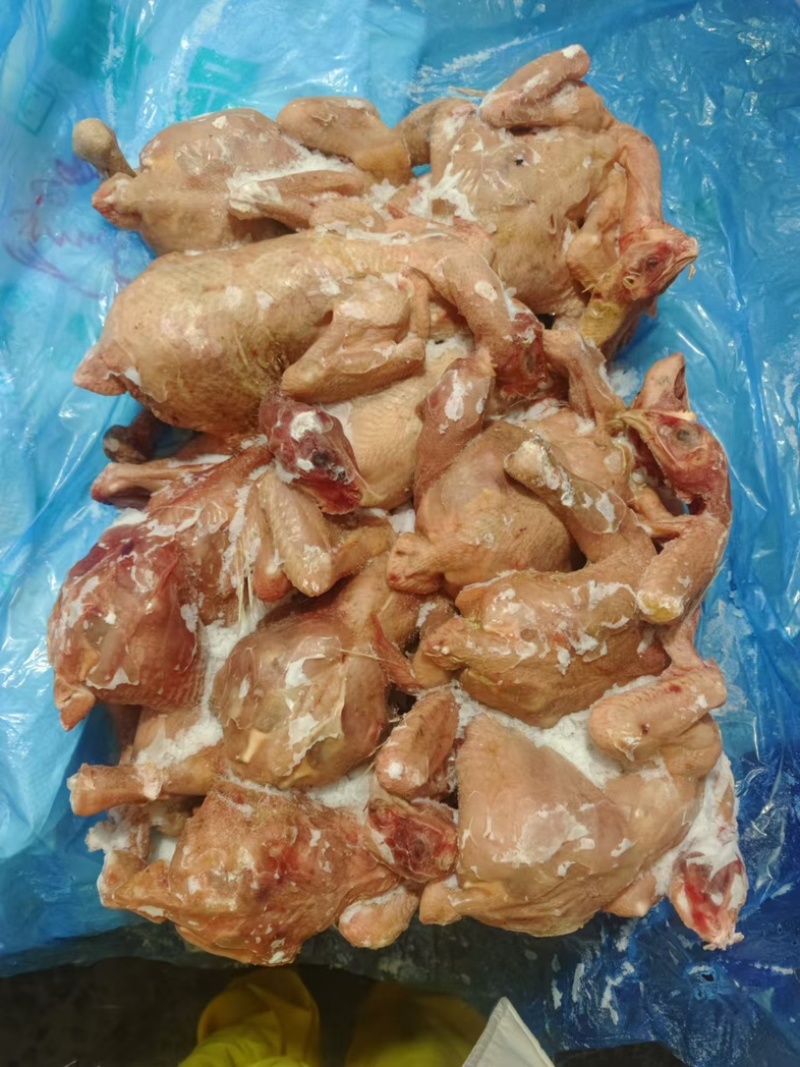 二级肉食鸡
