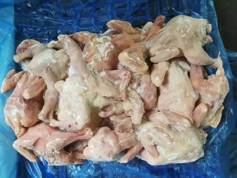 二级肉食鸡