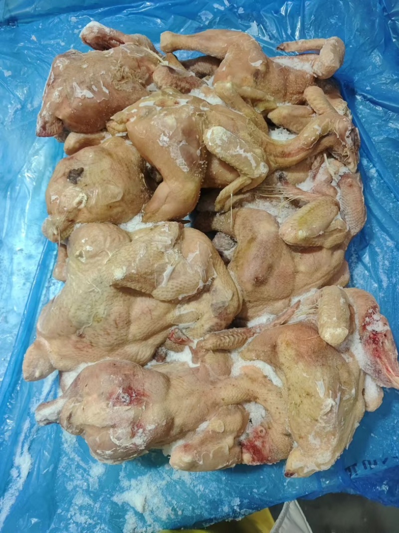 二级肉食鸡