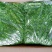 荠菜速冻食品冷冻野菜馅30斤荠菜装新鲜切碎保鲜馄饨饺子包