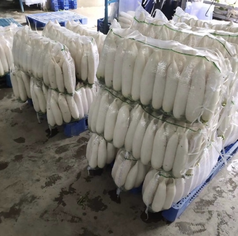 【推荐】湖北沙洋白萝卜量大价优产地直发品质保证