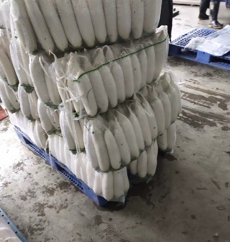 【推荐】湖北沙洋白萝卜量大价优产地直发品质保证