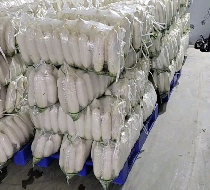 【推荐】湖北沙洋白萝卜量大价优产地直发品质保证