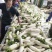 【推荐】湖北沙洋白萝卜量大价优产地直发品质保证