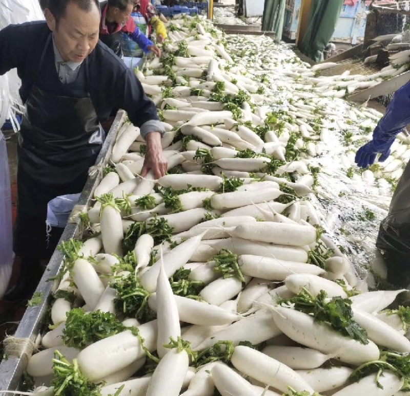 【推荐】湖北沙洋白萝卜量大价优产地直发品质保证