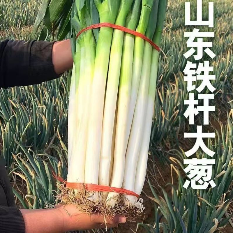 山东大葱铁杆代买代卖一件代发电商社区各大电商平台产地直销