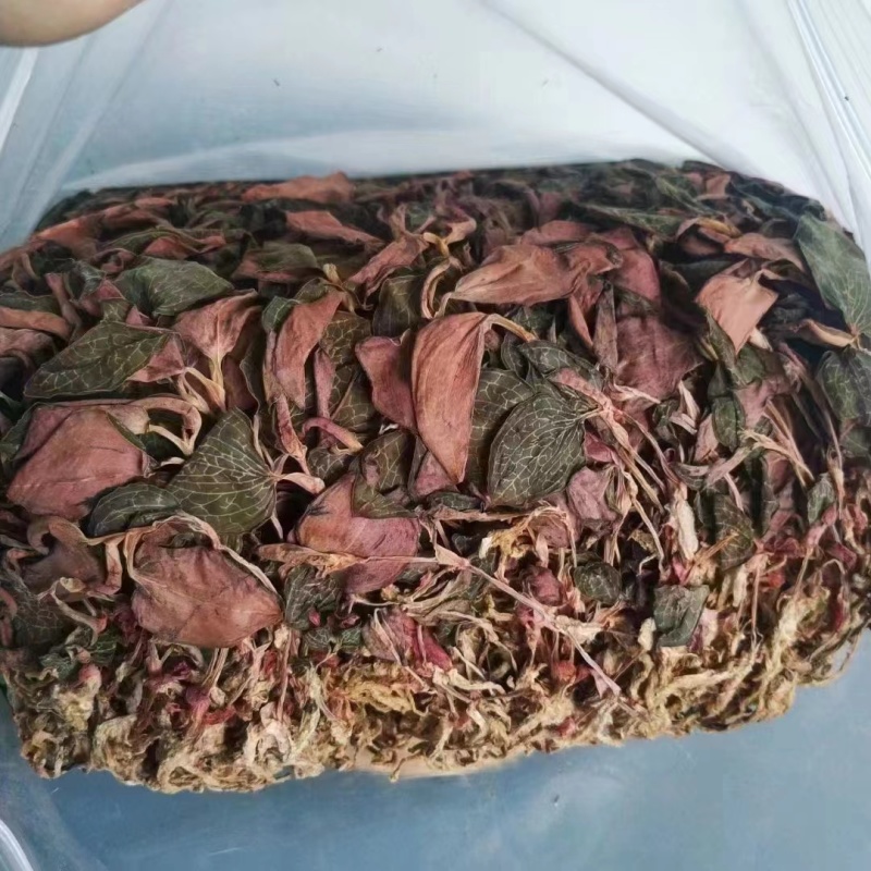 金线莲2024新货大量批发，精品无碎，一手货源，质量保证