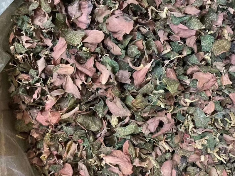 金线莲2024新货大量批发，精品无碎，一手货源，质量保证