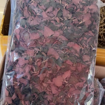 金线莲2024新货大量批发，精品无碎，一手货源，质量保证