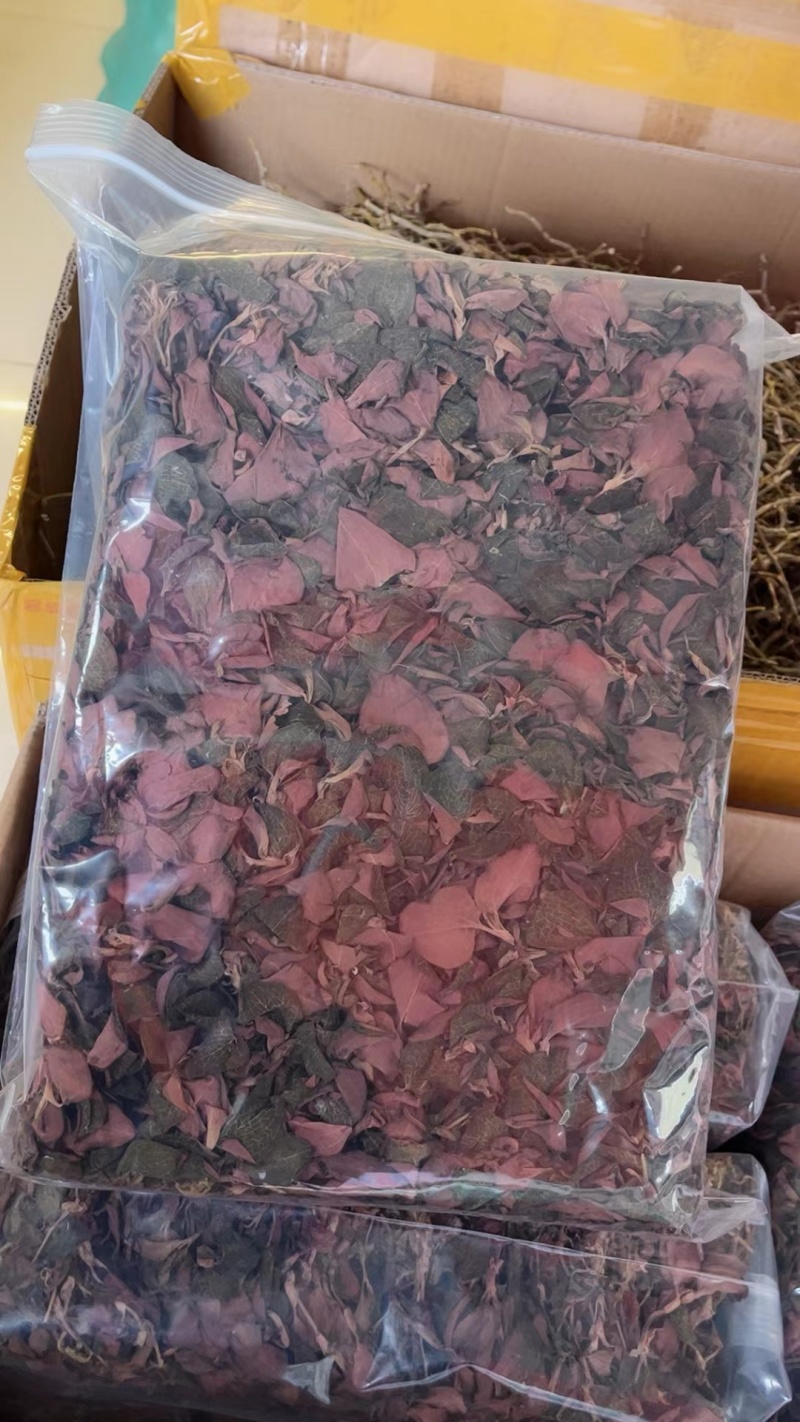 金线莲2024新货大量批发，精品无碎，一手货源，质量保证