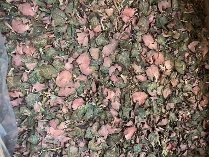 金线莲2024新货大量批发，精品无碎，一手货源，质量保证