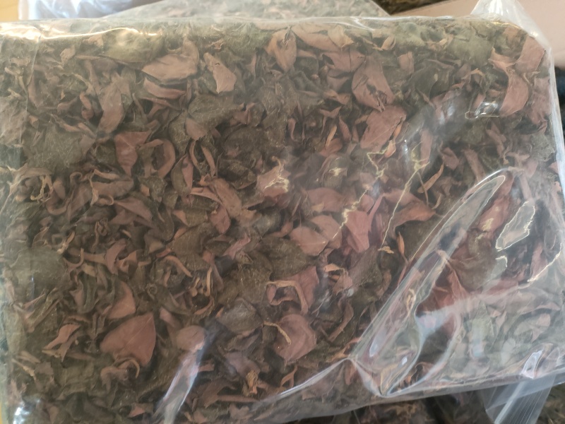 金线莲2024新货大量批发，精品无碎，一手货源，质量保证