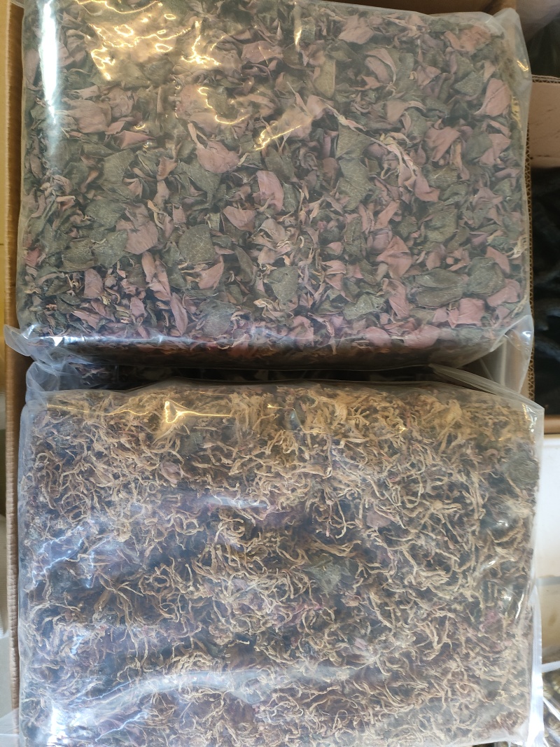 金线莲2024新货大量批发，精品无碎，一手货源，质量保证