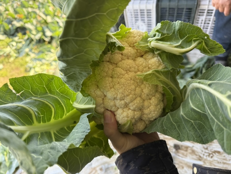 精品菜花