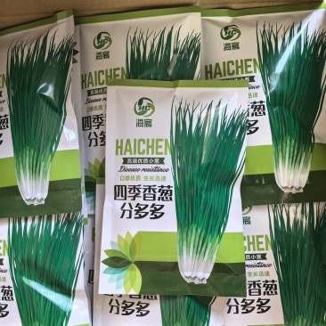 四季香葱分多多