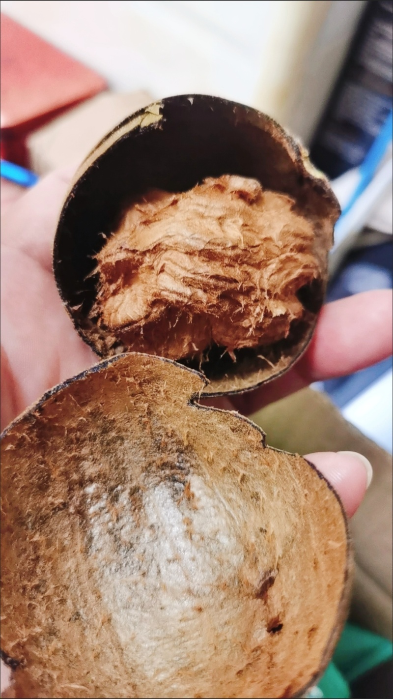正宗广西桂林深山***野生罗汉果干果批发搭配泡茶胖大海花