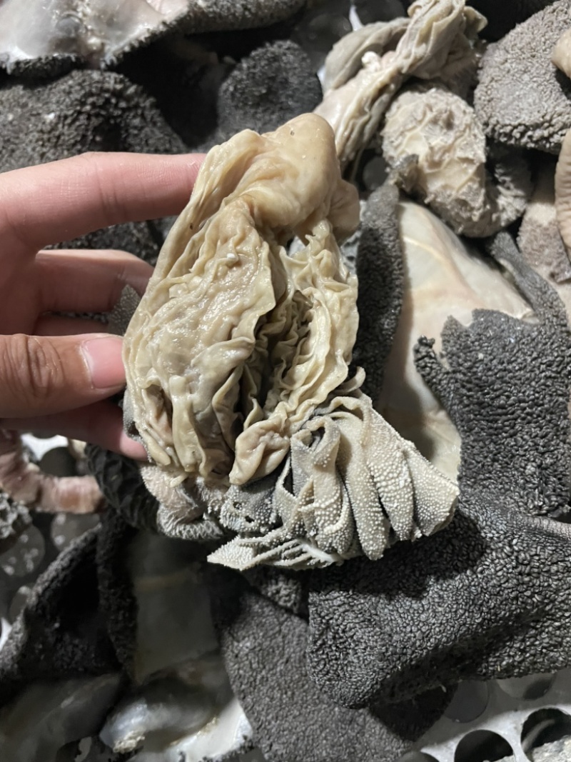 五香全熟羊毛肚，全熟不掉刺，餐饮**
