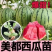 西瓜苗8424早佳甜王美都2k早春红玉