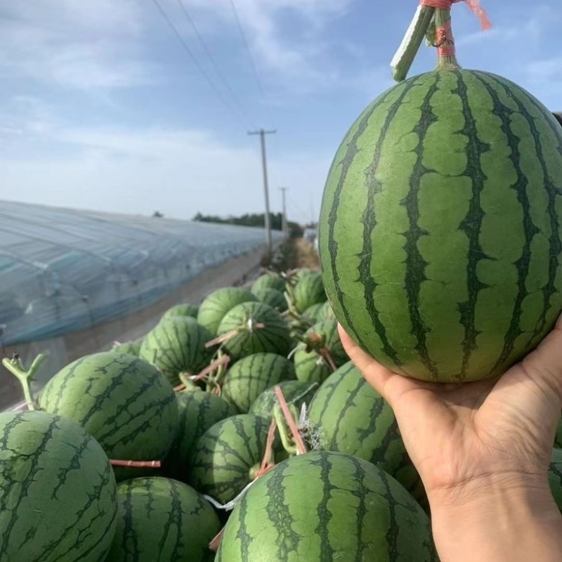 西瓜苗8424早佳甜王美都2k早春红玉
