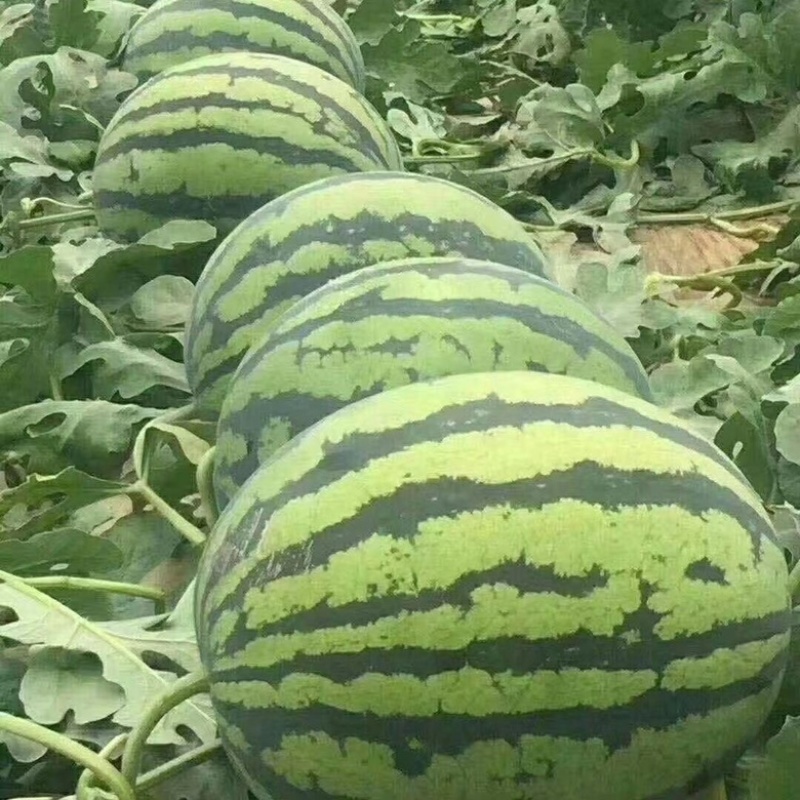 西瓜苗8424早佳甜王美都2k早春红玉