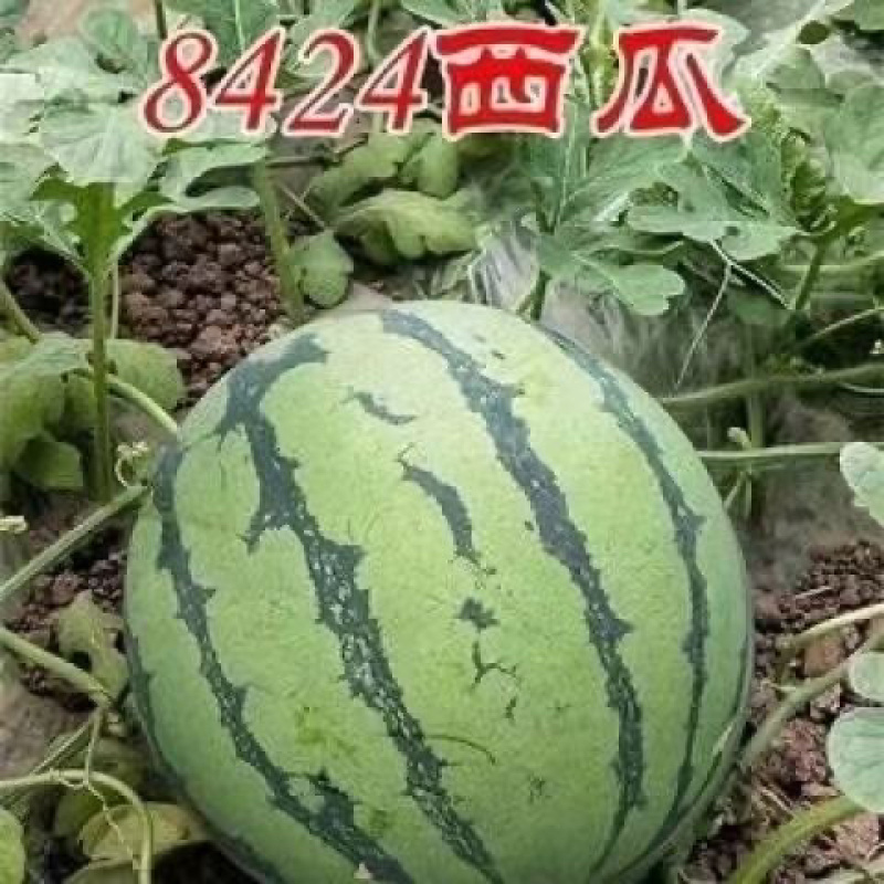 西瓜苗8424早佳甜王美都2k早春红玉