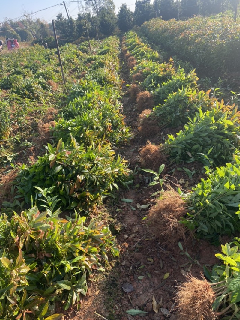 木荷苗一年生，高度30公分以上，大小规格齐全欢迎来电咨询