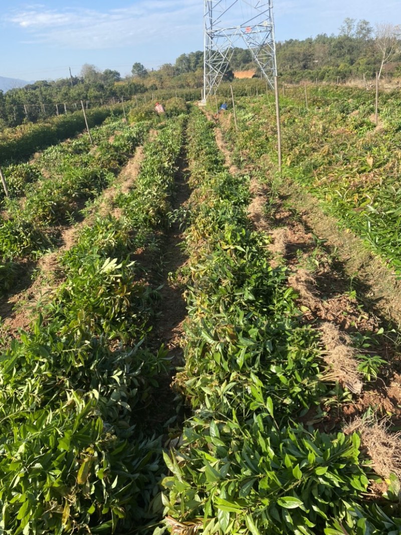 木荷苗一年生，高度30公分以上，大小规格齐全欢迎来电咨询