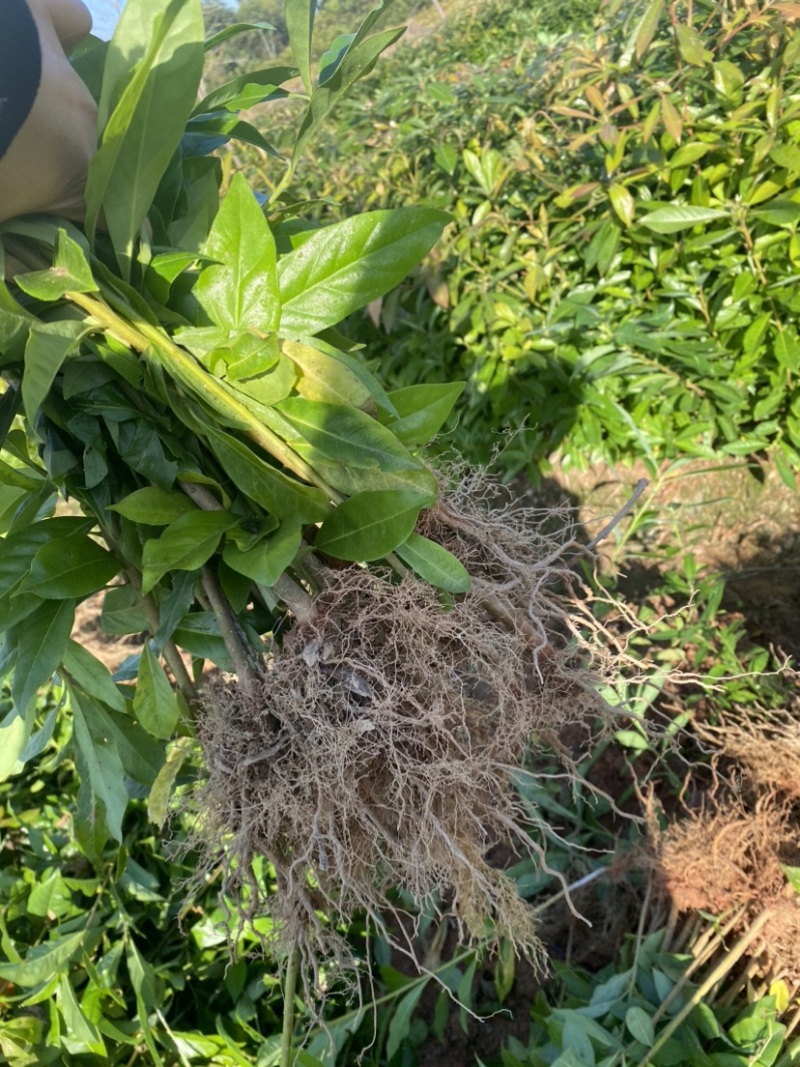 木荷苗一年生，高度30公分以上，大小规格齐全欢迎来电咨询