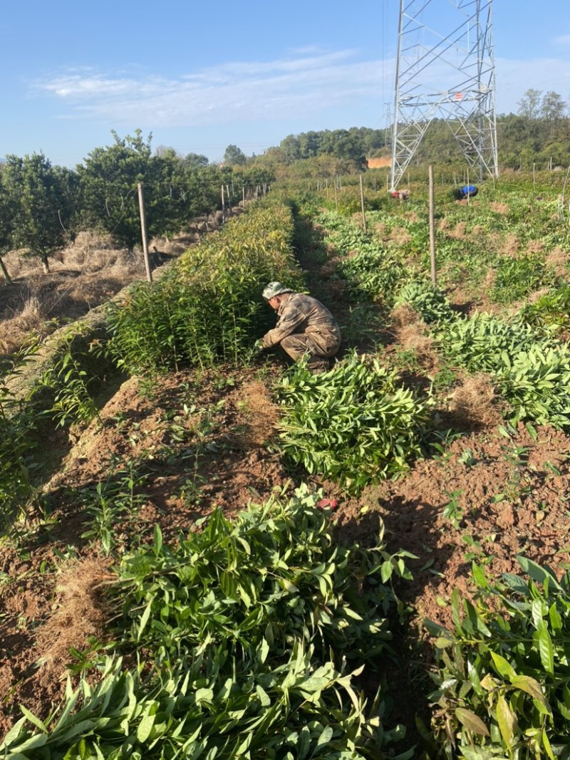 木荷苗一年生，高度30公分以上，大小规格齐全欢迎来电咨询