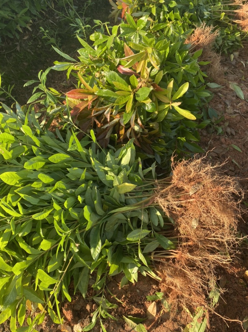 木荷苗一年生，高度30公分以上，大小规格齐全欢迎来电咨询