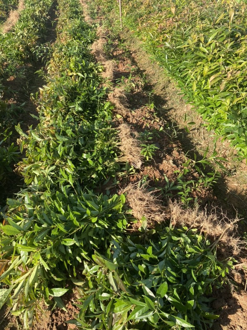 木荷苗一年生，高度30公分以上，大小规格齐全欢迎来电咨询