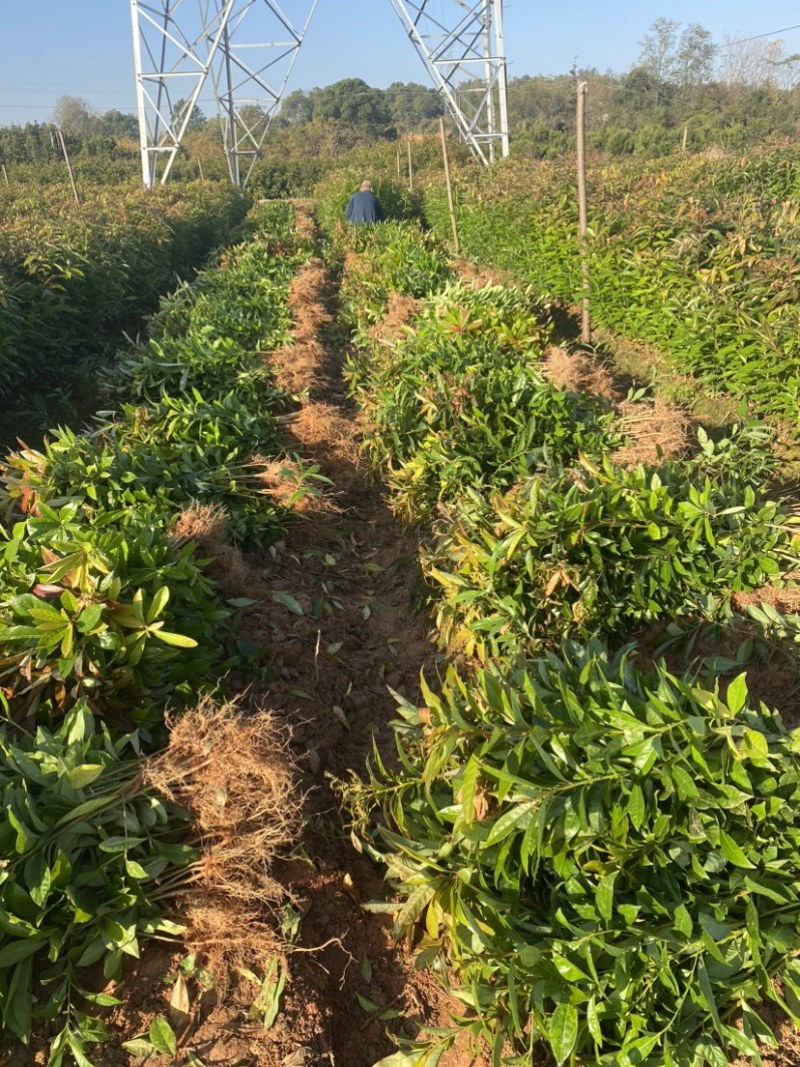 木荷苗一年生，高度30公分以上，大小规格齐全欢迎来电咨询