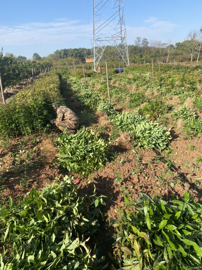 木荷苗一年生，高度30公分以上，大小规格齐全欢迎来电咨询