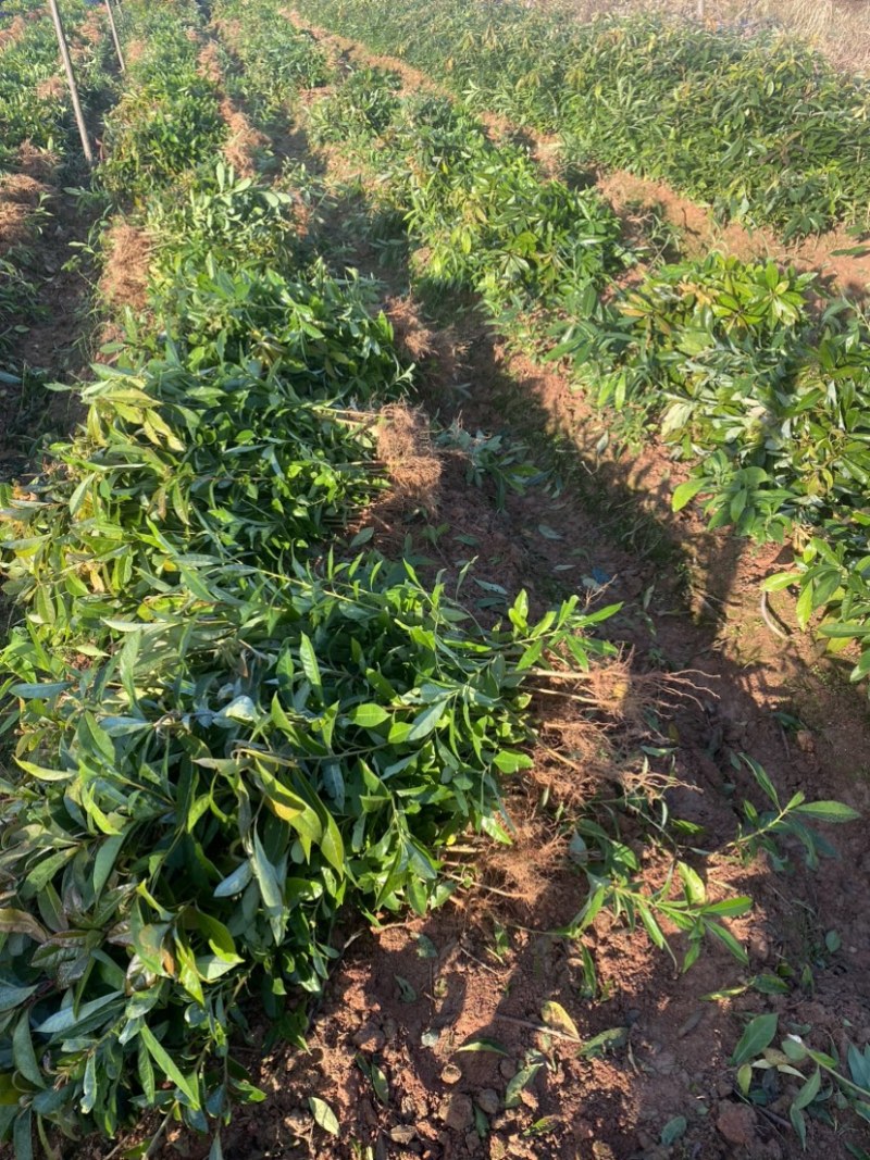 木荷苗一年生，高度30公分以上，大小规格齐全欢迎来电咨询